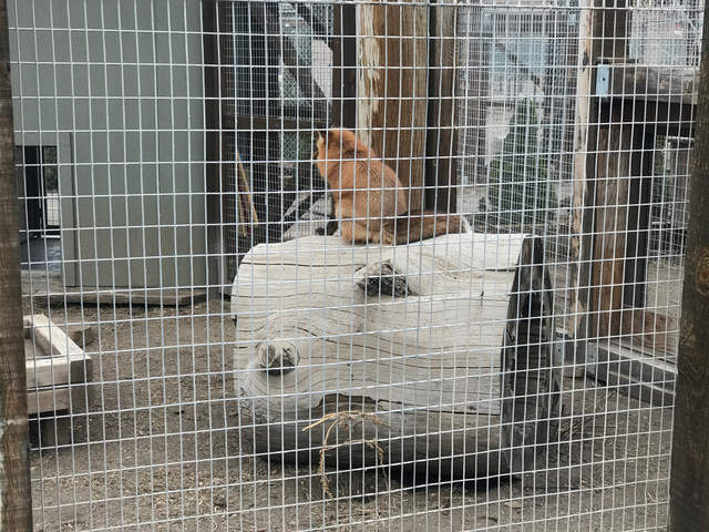 Fox at mountain zoo