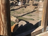 Fox at mountain zoo