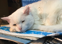Sleepy Cat
