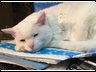 Sleepy Cat