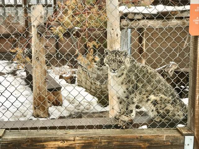 Snow Leopard in the Snow
