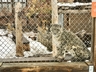 Snow Leopard in the Snow