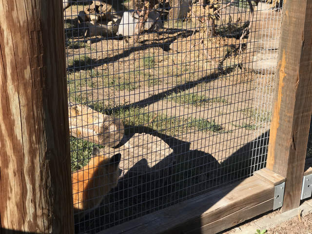 Rescued Red Fox