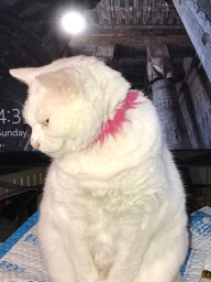 mysite29